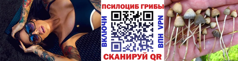 kraken как войти  Большой Камень  Галлюциногенные грибы Psilocybine cubensis  где купить наркотик 
